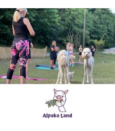 Joga z alpakami za eno osebo, Zavod Alpaka Land, Slovenj Gradec (Vrednostni bon, izvajalec storitev: Zavod Alpaka Land, so.p.)