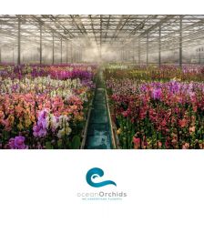 Vrednosti bon v vrednosti 20€, Tropski vrt Ocean Orchids, Dobrovnik (Vrednostni bon, izvajalec storitev: Ocean Orchids d.o.o.)