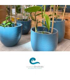 Vrednostni bon v vrednosti 50€, Tropski vrt Ocean Orchids, Dobrovnik (Vrednostni bon, izvajalec storitev: Ocean Orchids d.o.o.)