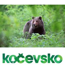 Spoznavanje in opazovanje medveda za 1 osebo, Zavod Kocevsko, TIC Kocevska Reka, Kocevska Reka (Vrednostni bon, izvajalec storitev: ZAVOD KOCEVSKO)