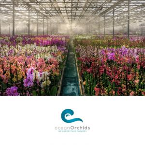 Vrednosti bon v vrednosti 20€, Tropski vrt Ocean Orchids, Dobrovnik (Vrednostni bon, izvajalec storitev: Ocean Orchids d.o.o.)