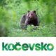Spoznavanje in opazovanje medveda za 1 osebo, Zavod Kocevsko, TIC Kocevska Reka, Kocevska Reka (Vrednostni bon, izvajalec storitev: ZAVOD KOCEVSKO)